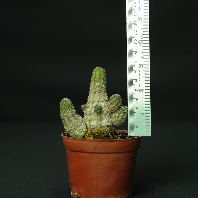 Rebutia pygmaea var. diersiana hybrid