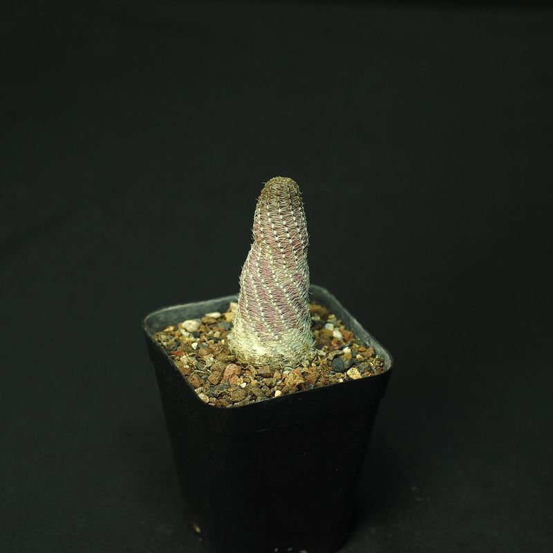Rebutia hybrid