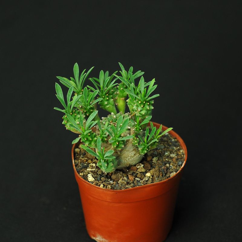 Euphorbia cv. Cocklebur ( Euphorbia x japonica) Euphorbia cv. Cocklebur ( Euphorbia x japonica)