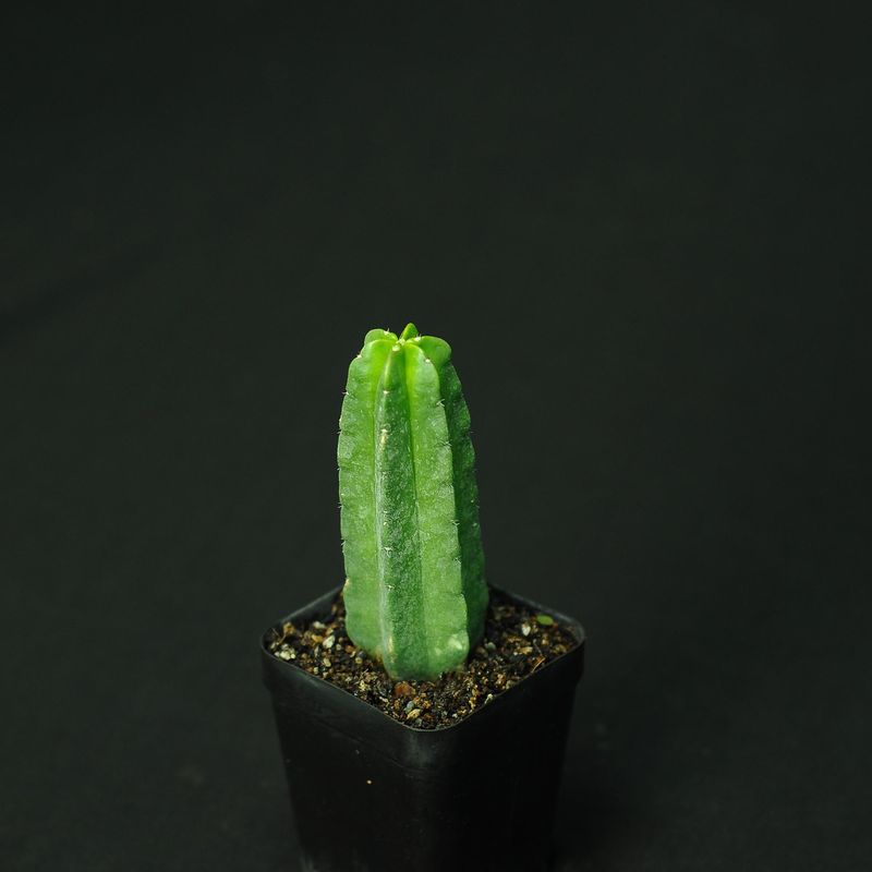 Echinocereus Viereckii Ssp. Morricalii