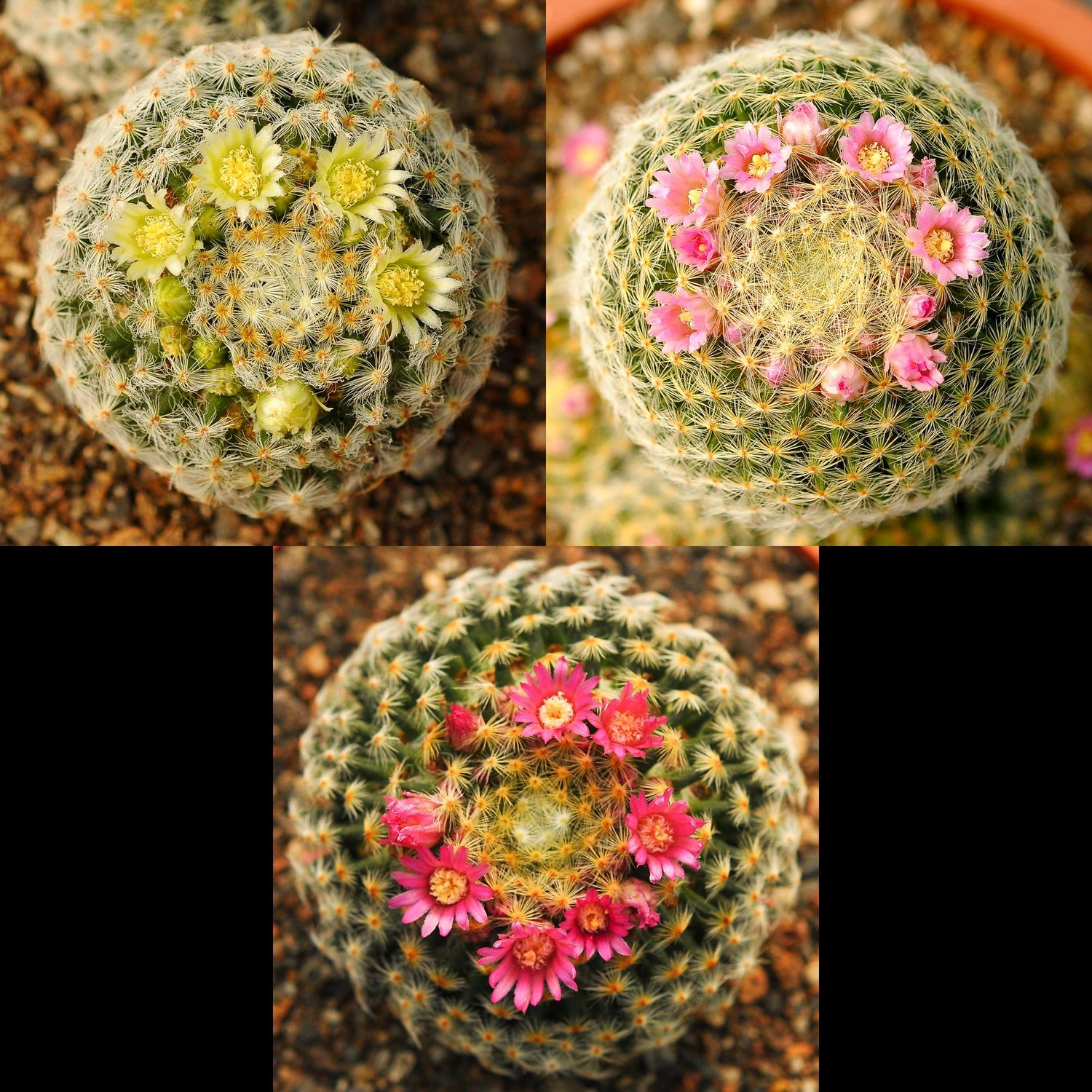 Mammillaria Schiedeana
