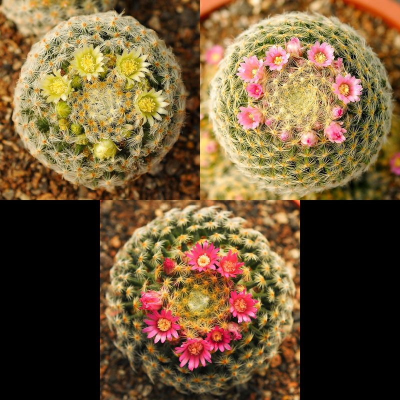 Mammillaria Schiedeana