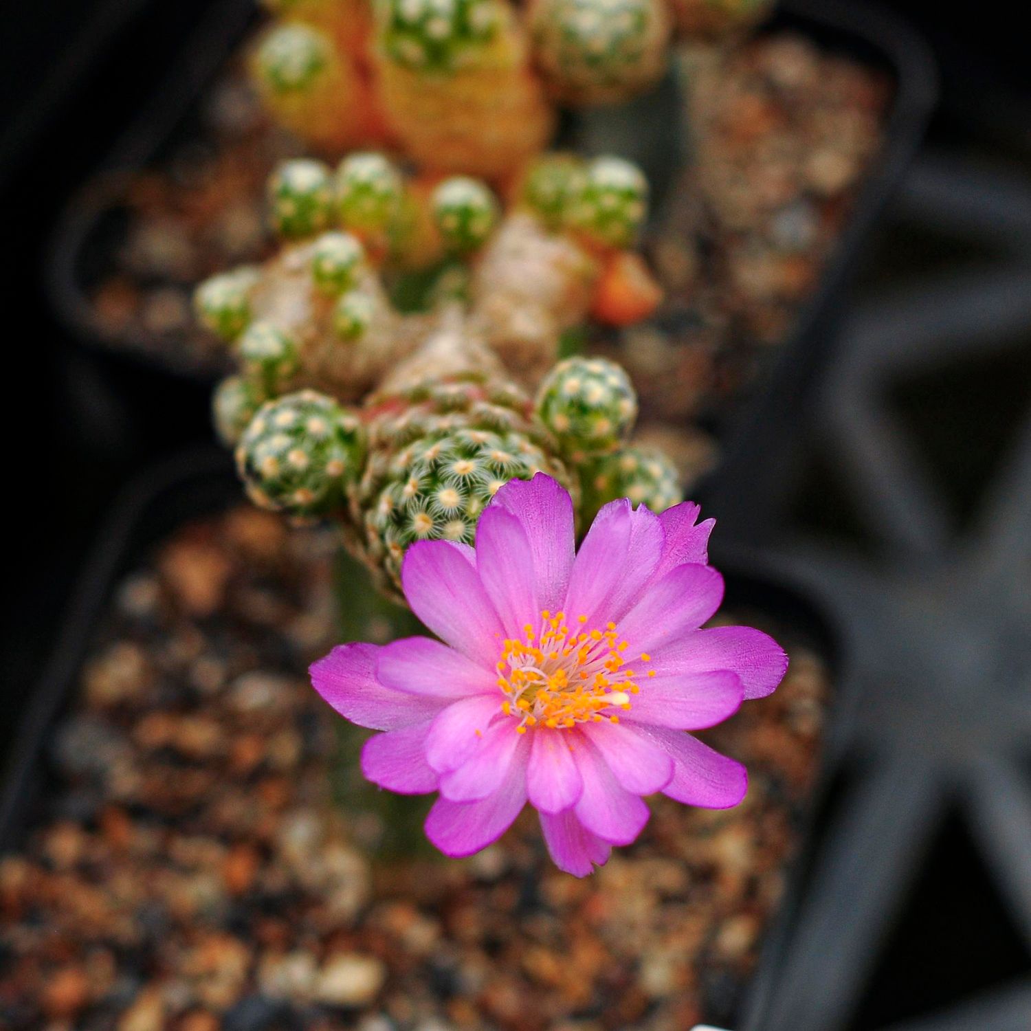 Mammillaria saboae subs. haudeana variegated