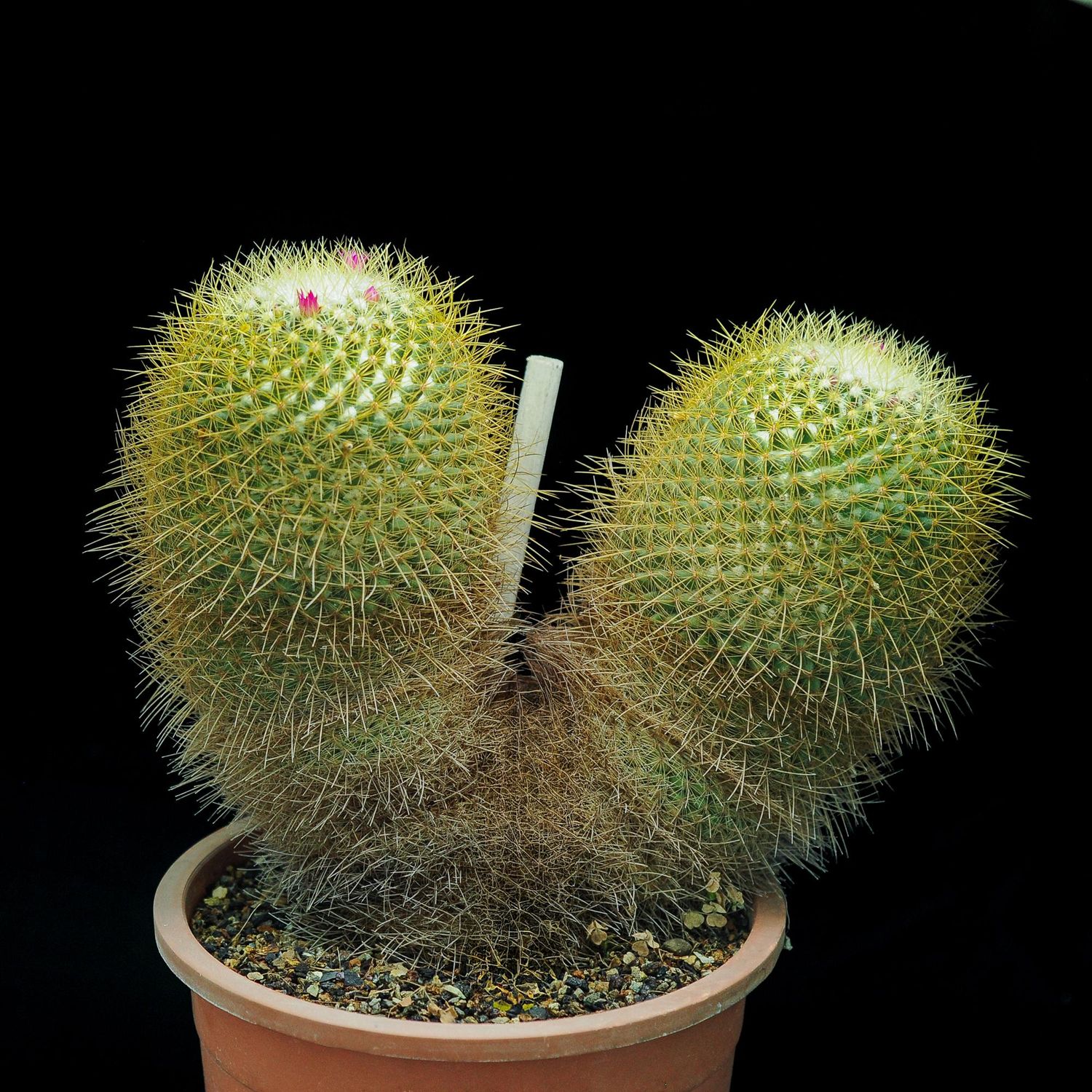 Mammillaria flavicentra ML 149