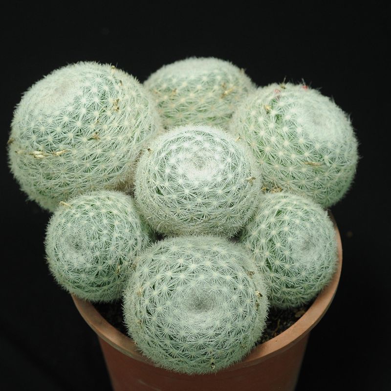 Specimen plant for display purpose only.