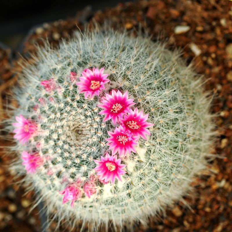 Specimen plant for display purpose only.