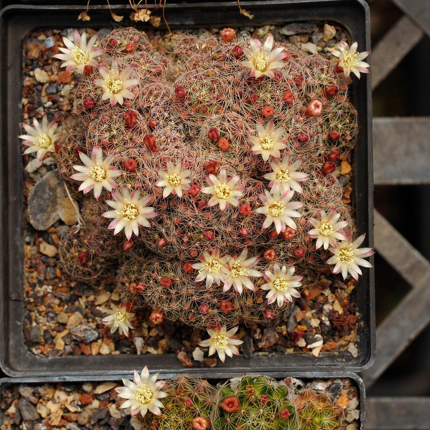 Mammillaria tezontle