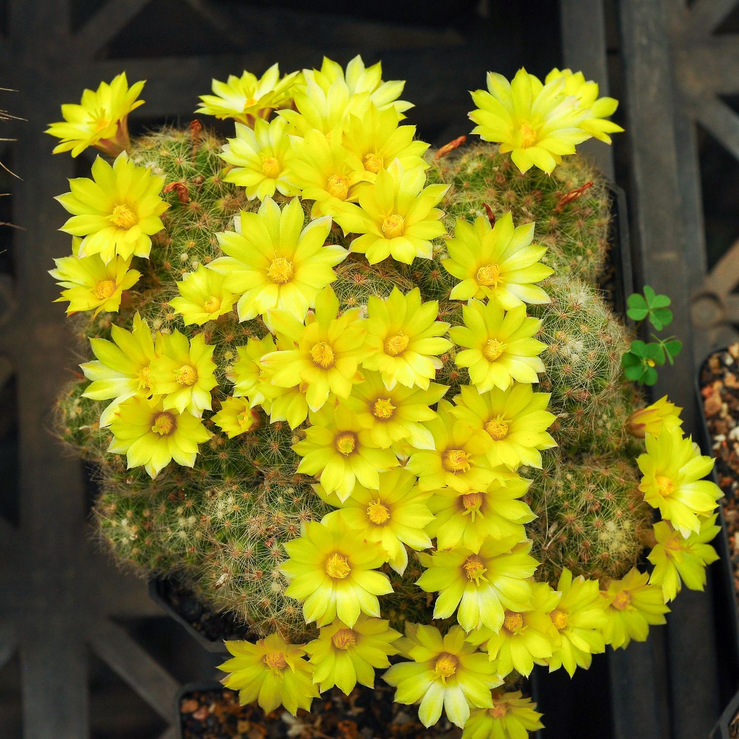 Mammillaria baumii