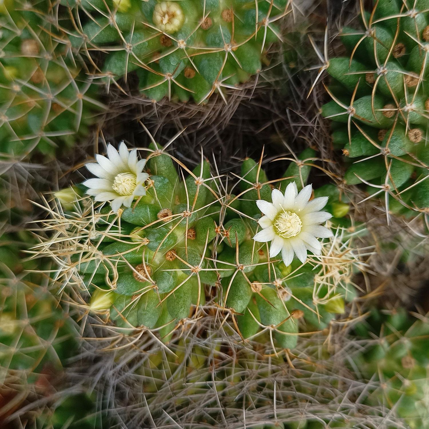 Mammillaria  camptotricha  cv. marnier-lapostollei