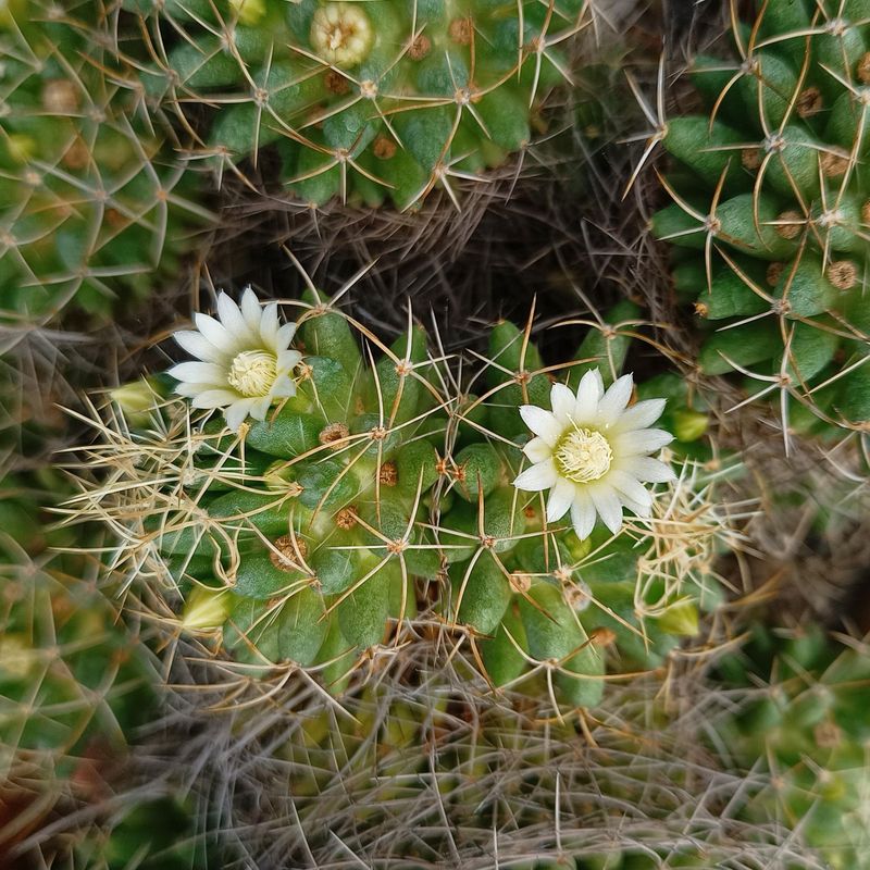 Mammillaria  Camptotricha Cv. Marnier Lapostollei