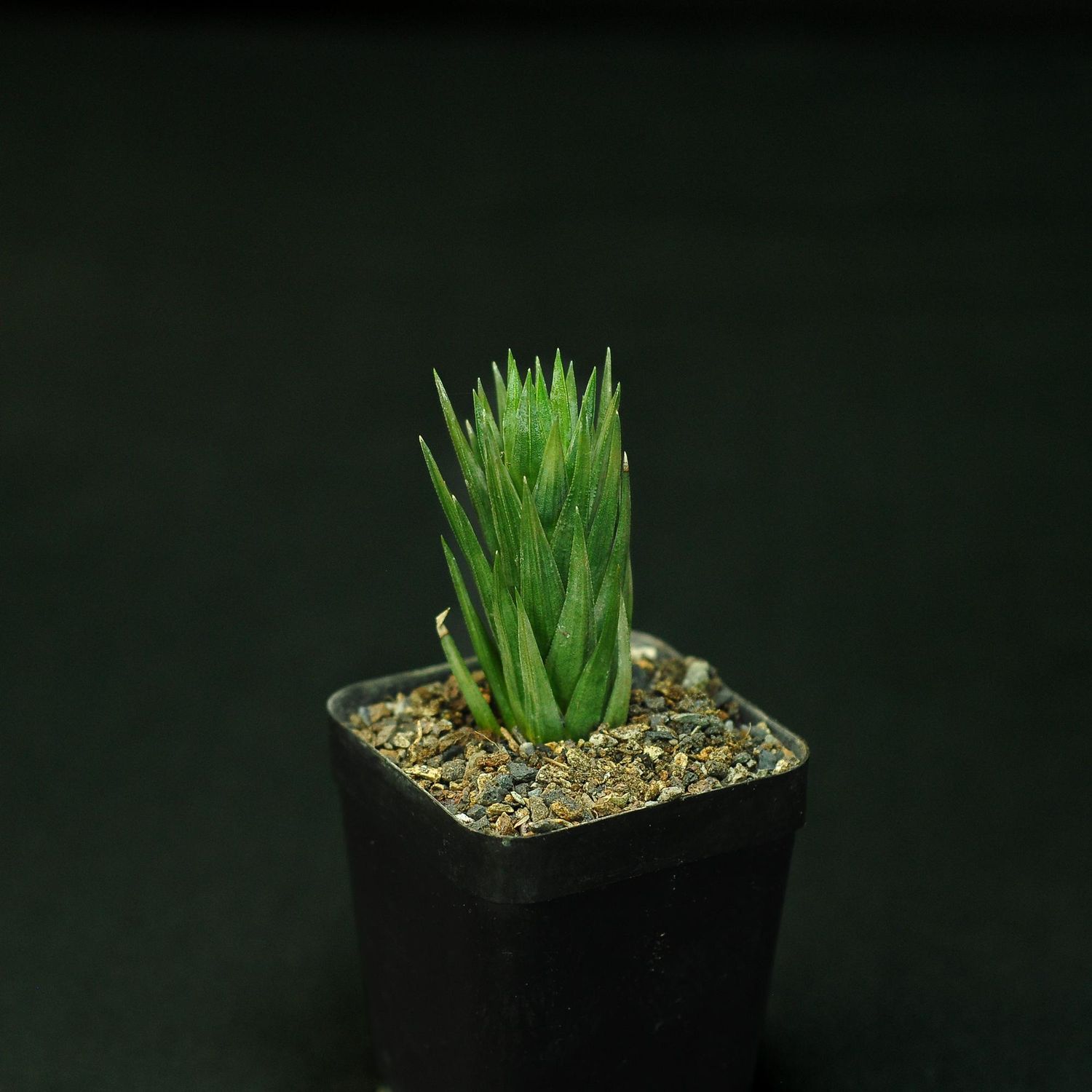 Haworthia glauca var. herrei