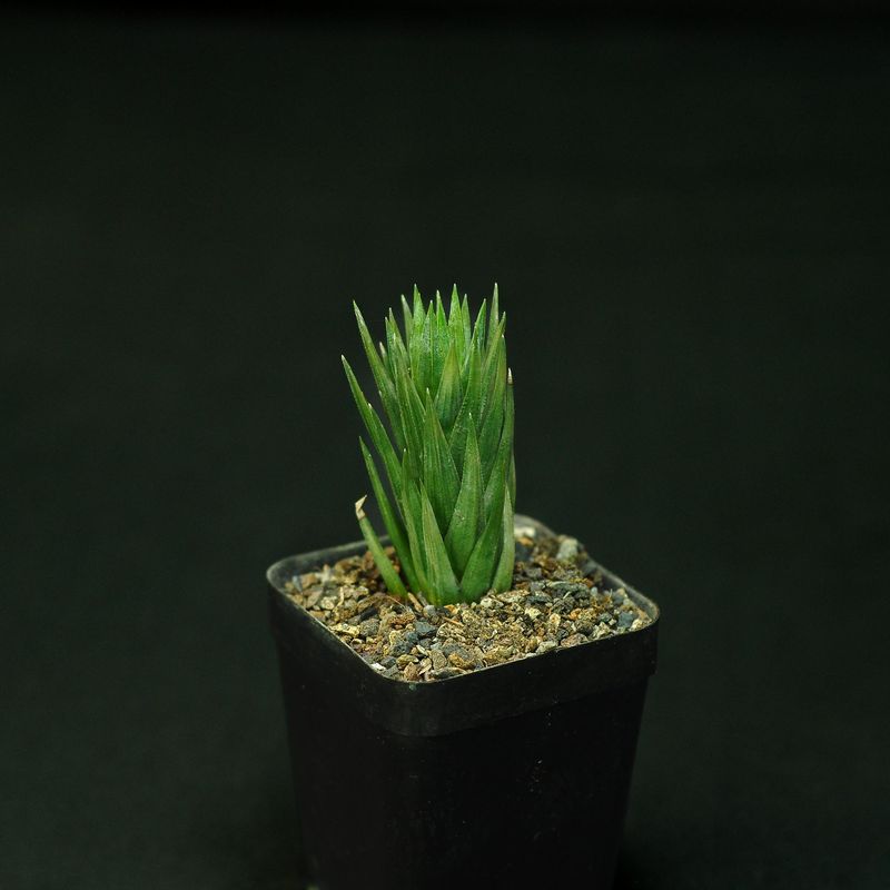 Haworthia glauca var. herrei