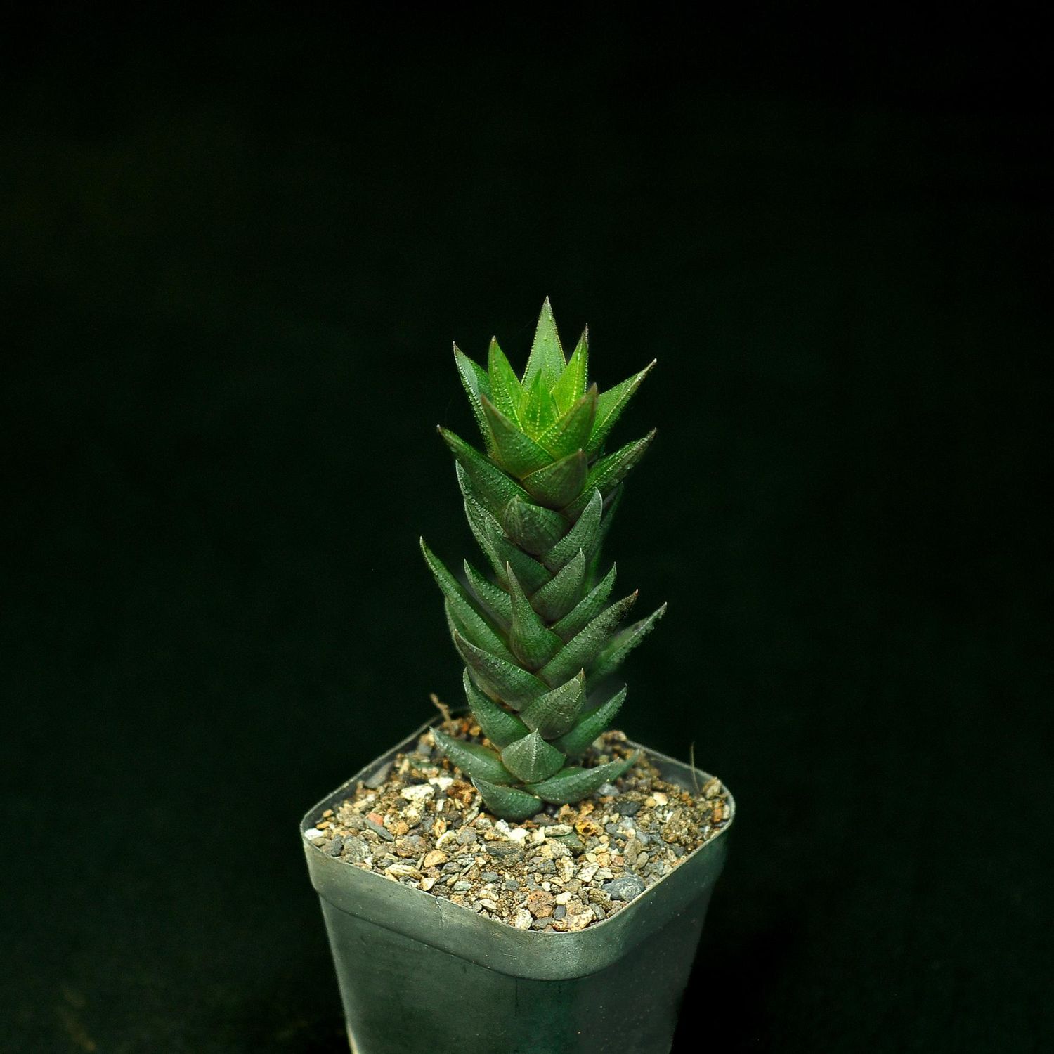 Haworthia coarctata