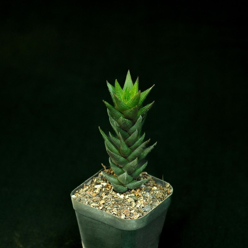 Haworthia coarctata