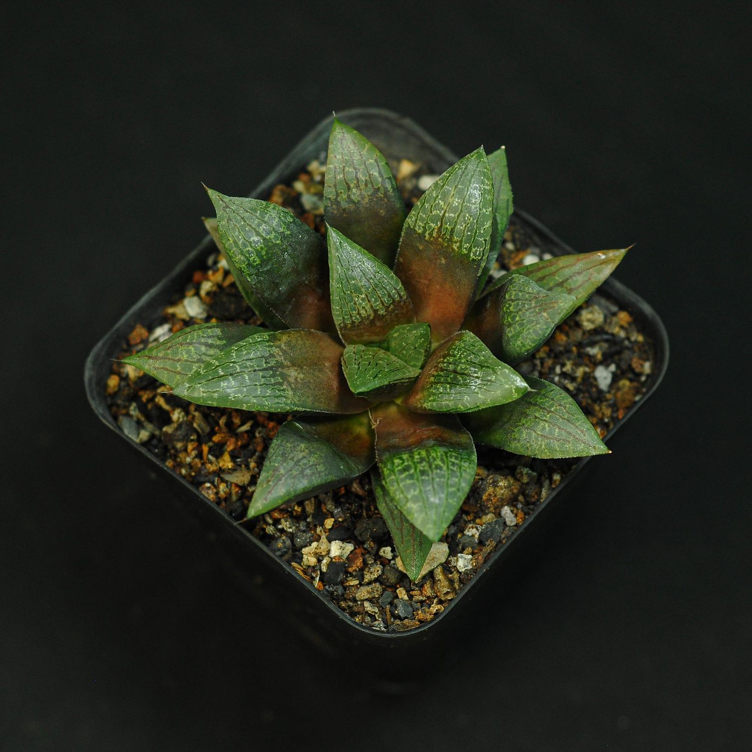Haworthia cv Chocolate (glabrous)