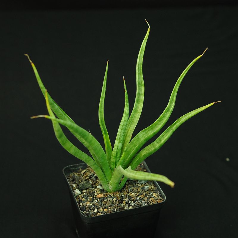 Sanseiviera hybrid CH 15344