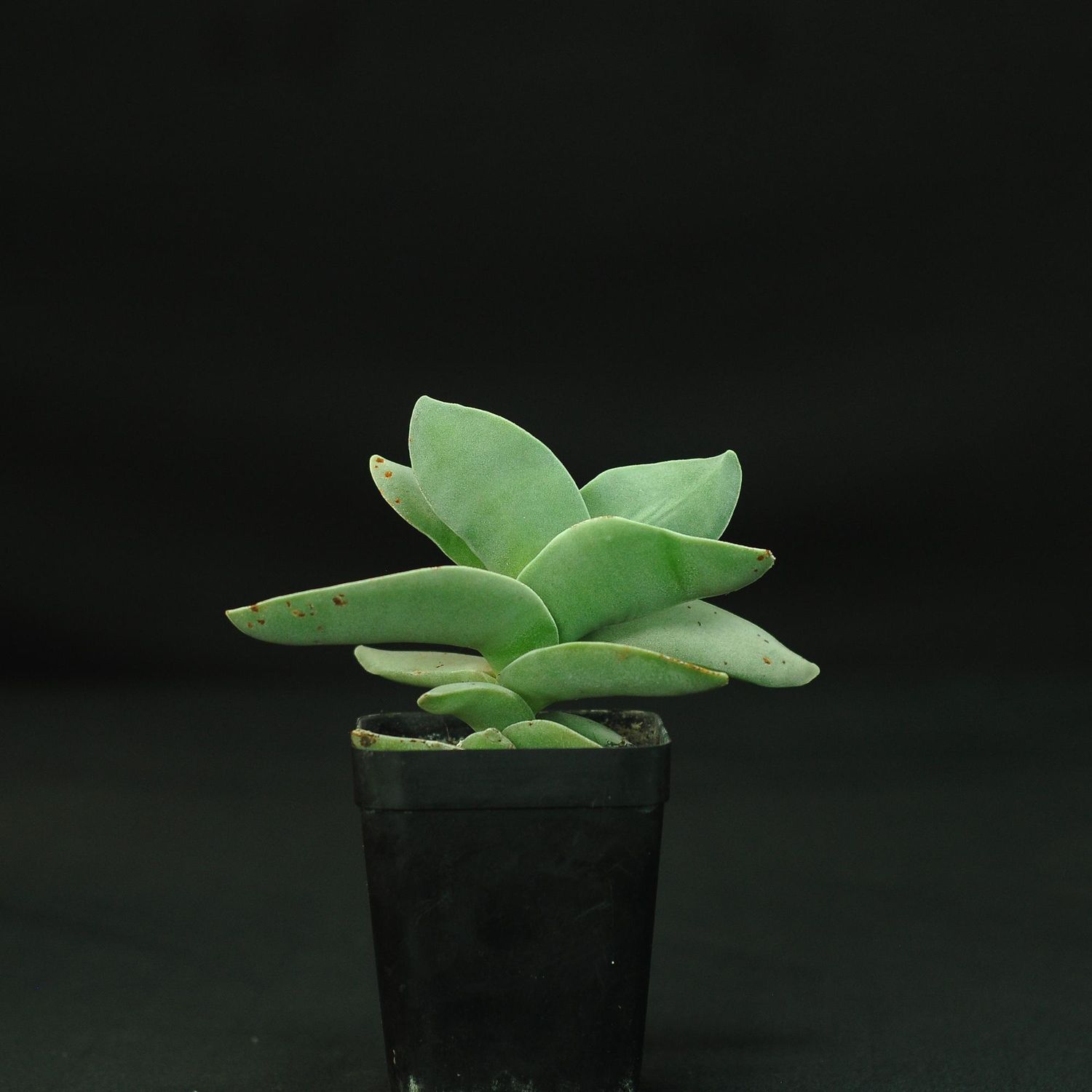 Crassula falcata Crassula falcata