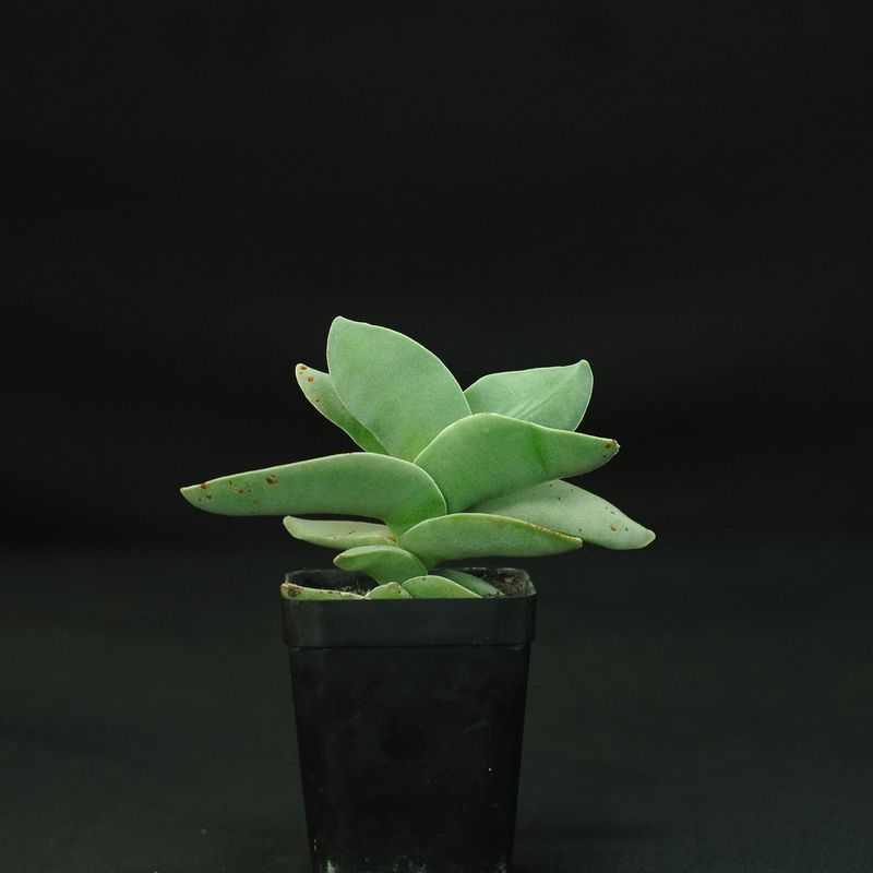 Crassula falcata Crassula falcata
