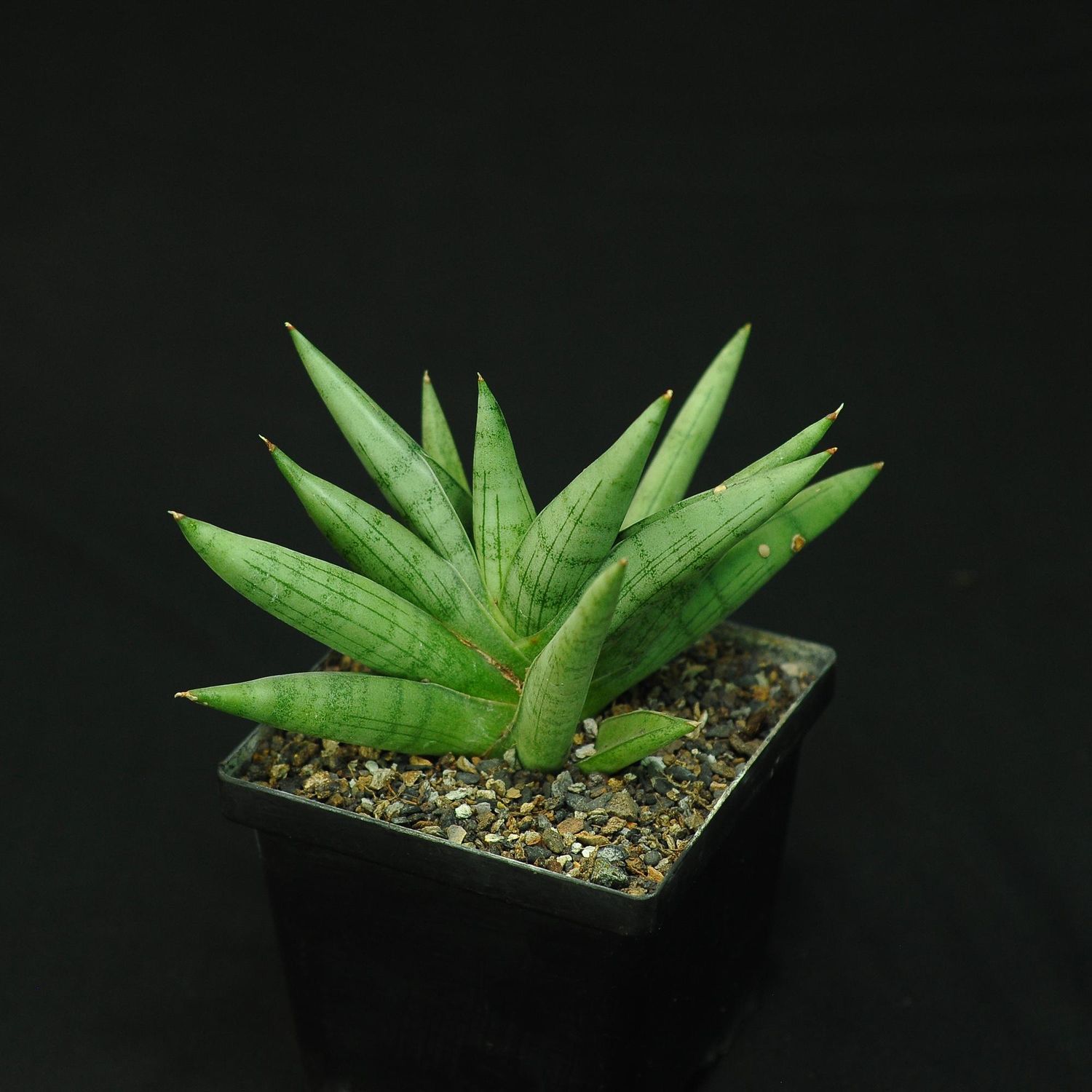 Sansevieria 'Silver Crown'