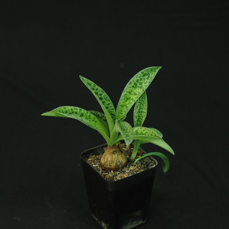 Drimiopsis kirkii Drimiopsis kirkii