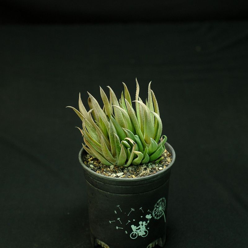 Gasteria 'Green Ice' crest Form
