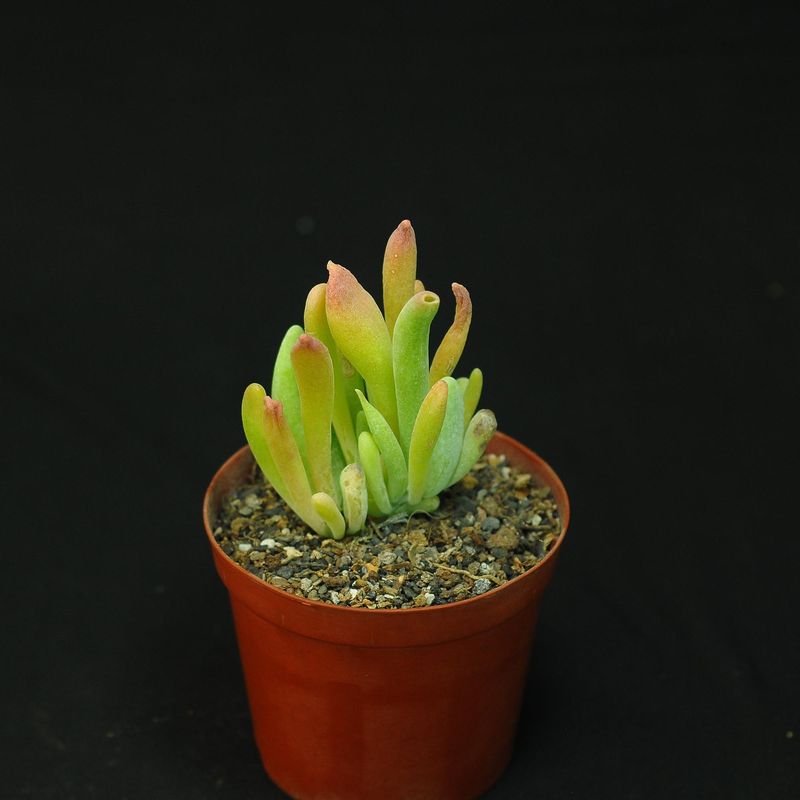 Oricula luciae kalanchoe Oricula luciae kalanchoe