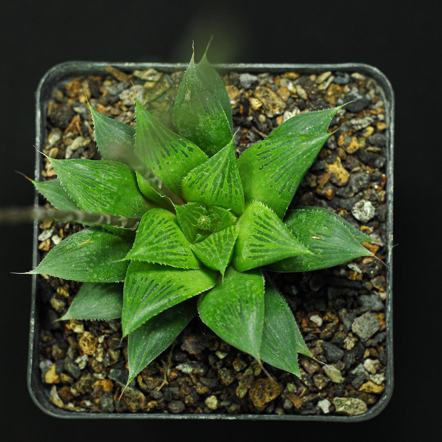 Haworthia