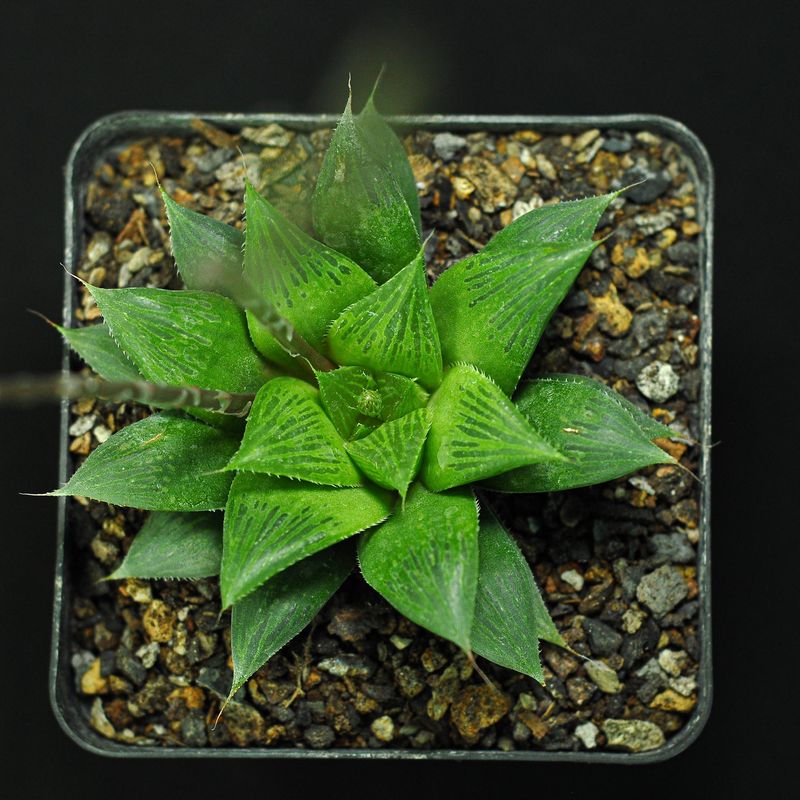 Haworthia