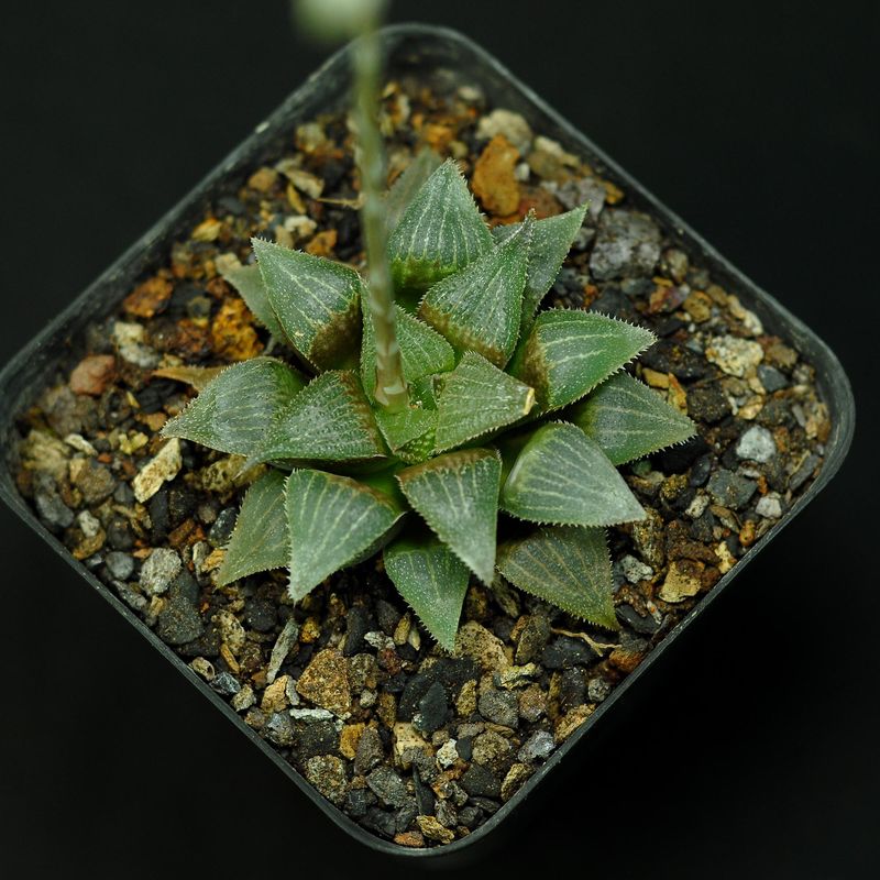 Haworthia mirabilis