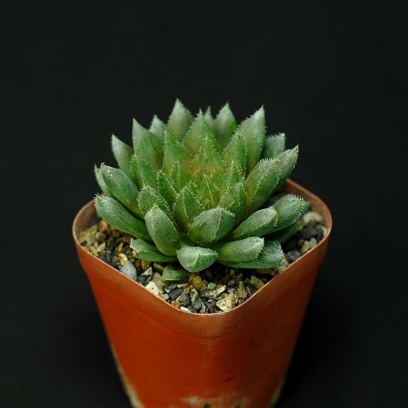 Haworthia bolusii hybrid