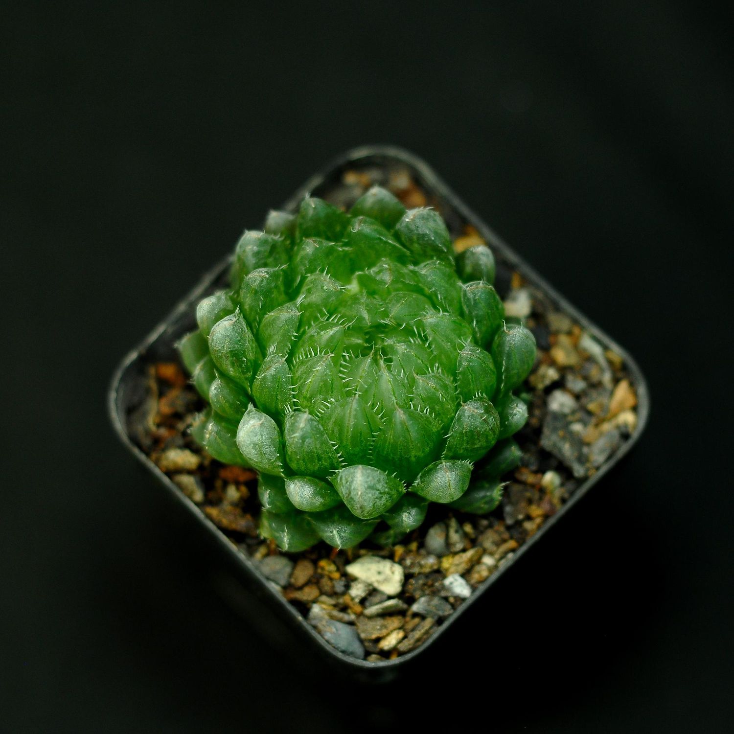 Haworthia cooperi var. gordoniana IB12432