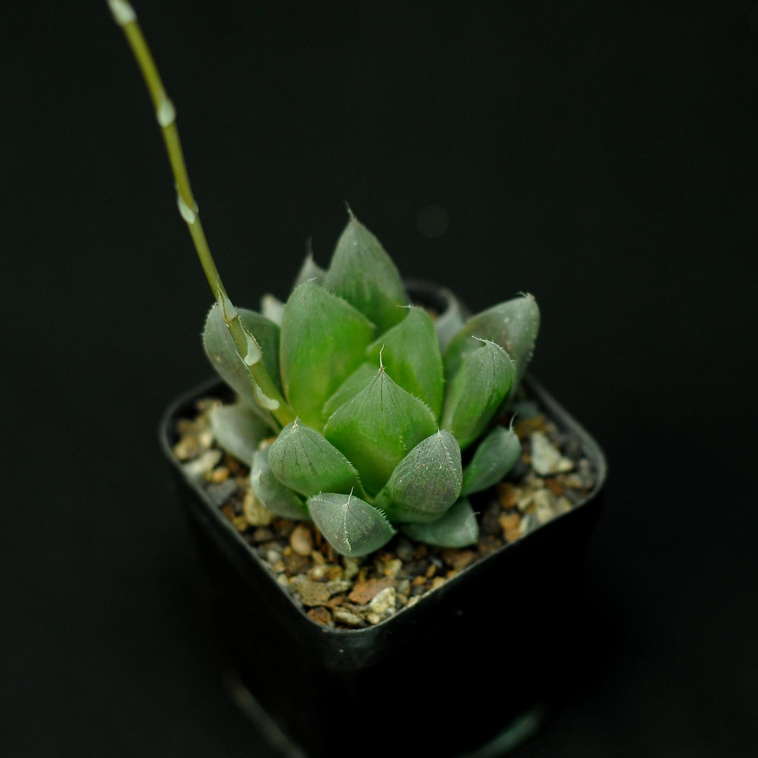 Haworthia obtusa  hybrid Emperor
