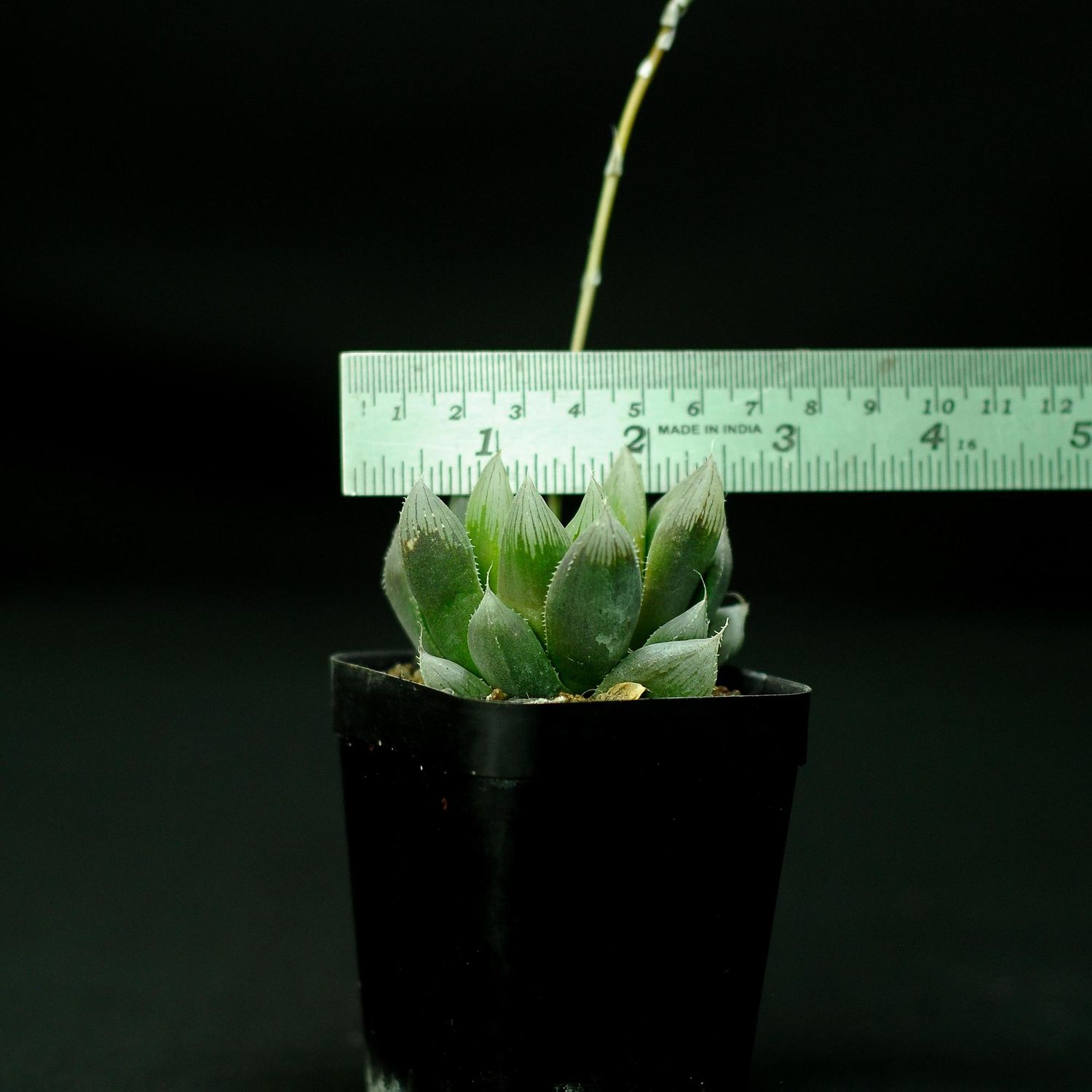 Haworthia obtusa hybrid Emperor Haworthia obtusa hybrid Emperor