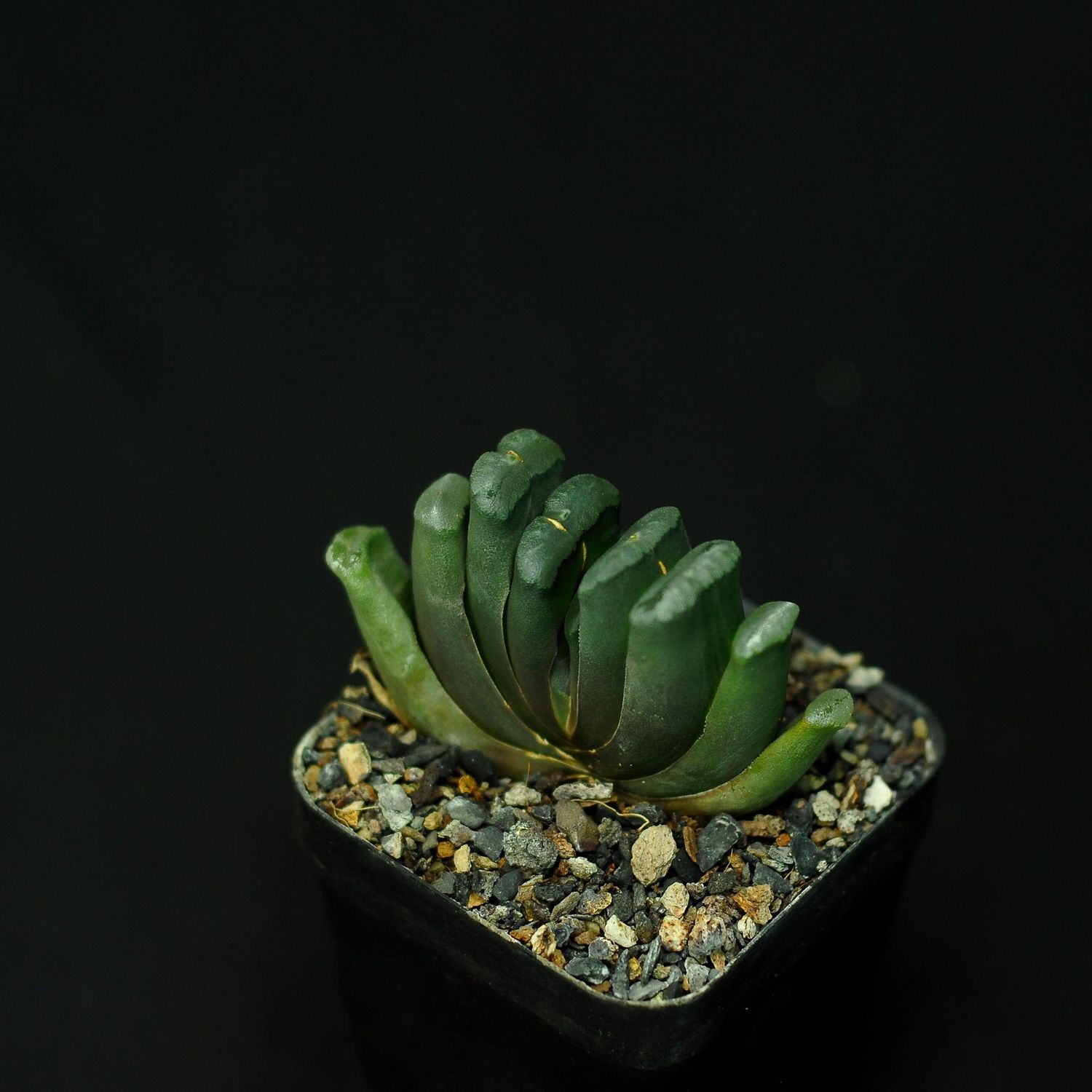 Haworthia truncata (Dark Green, No Pattern on window)