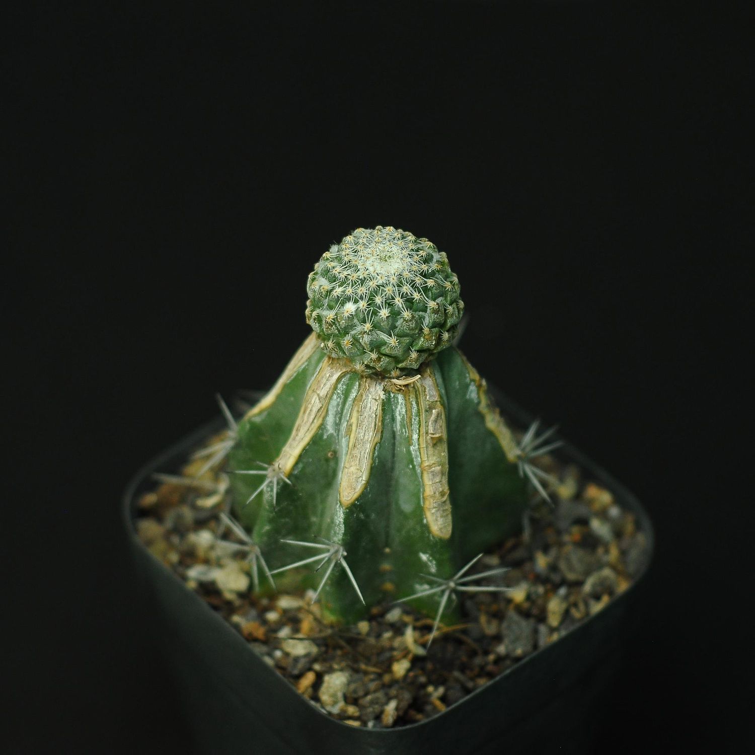 Pelecyphora strobiliformis
