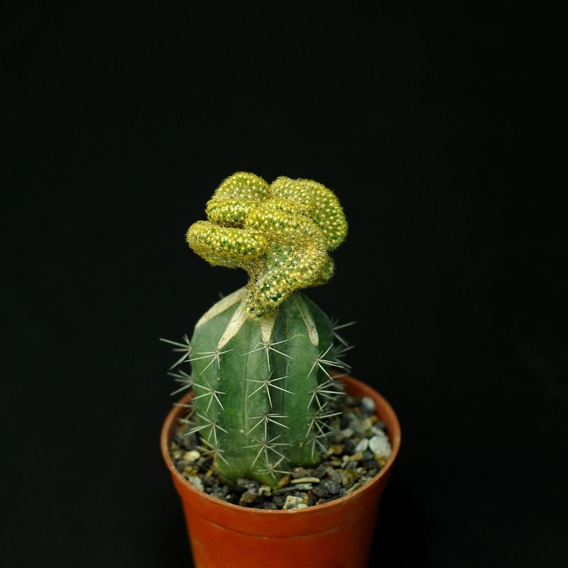 Mammillaria elongata crest