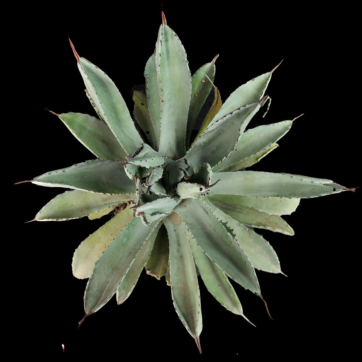 Specimen plant for display purpose only.
