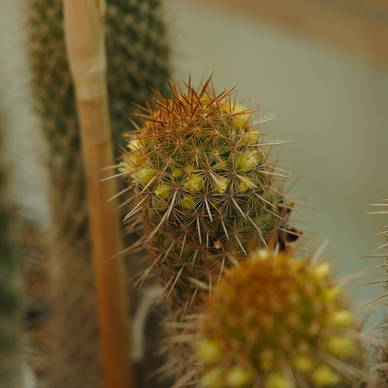 Mammillaria eriacantha  Lau 1104  (Jalapa-Palma Sola, Mex) close-up crown, different angle