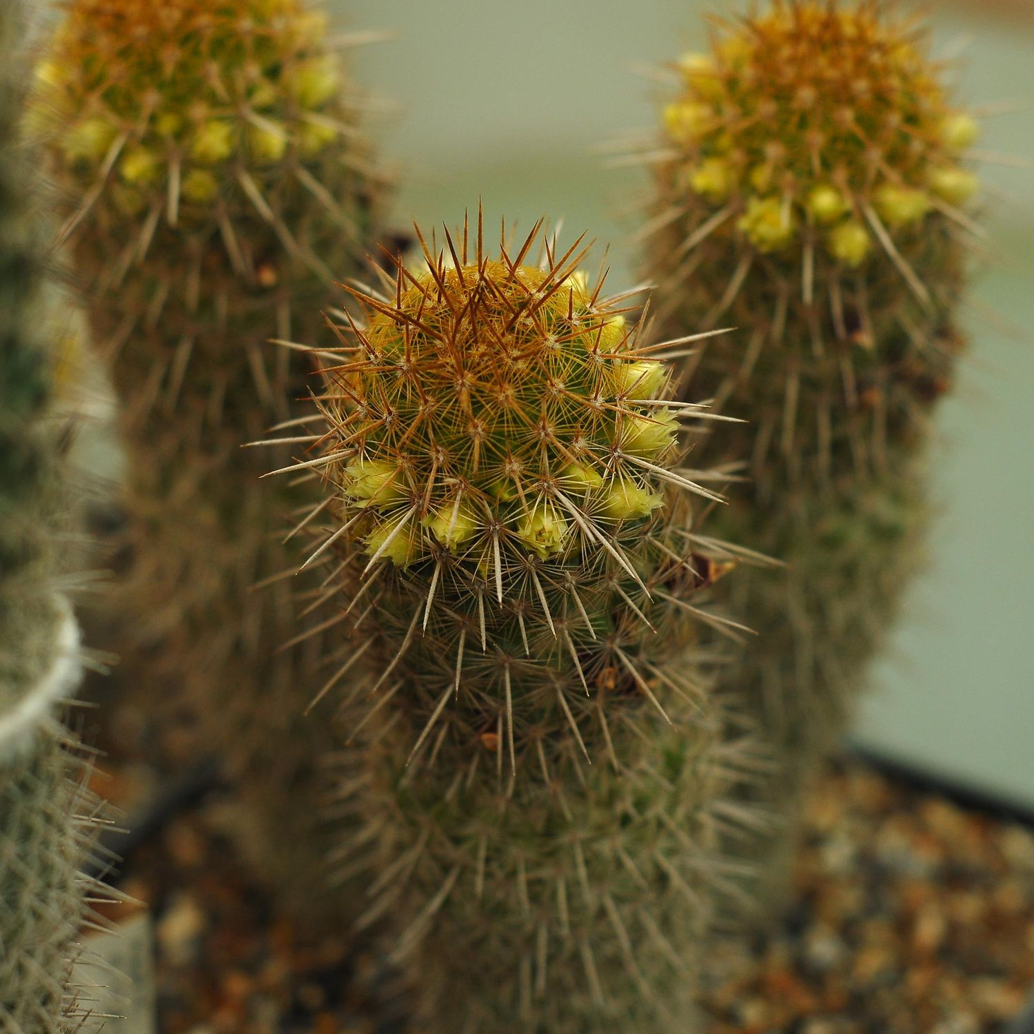 Mammillaria Eriacantha  Lau 1104  (Jalapa-Palma Sola, Mex)
