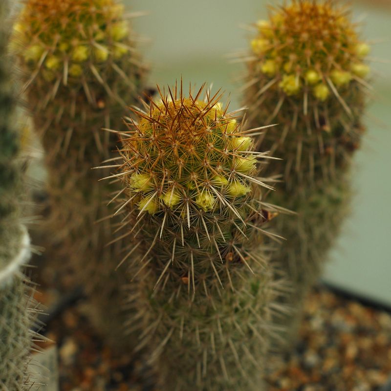 Mammillaria Eriacantha  Lau 1104  (Jalapa-Palma Sola, Mex)