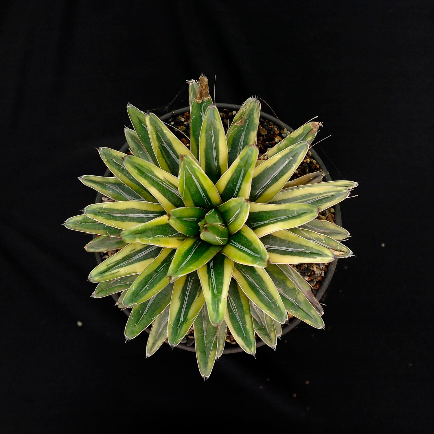 Agave Victoria reginae ( Variegated) Cream Compact /Lemonade Specimen plant for display purpose only.