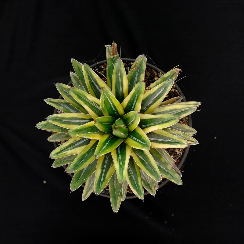 Agave Victoria reginae ( Variegated) Cream Compact /Lemonade Specimen plant for display purpose only.