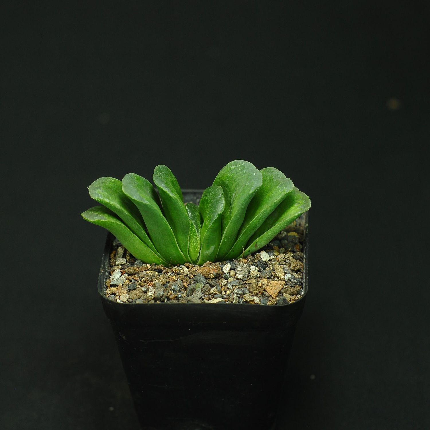 Haworthia maughanii x cooperi