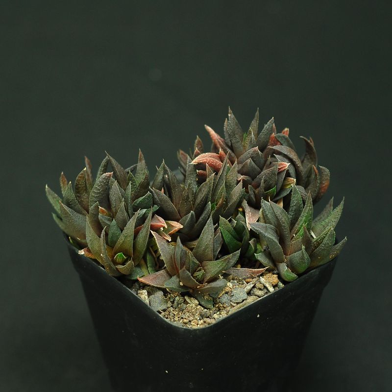 Astroloba sp