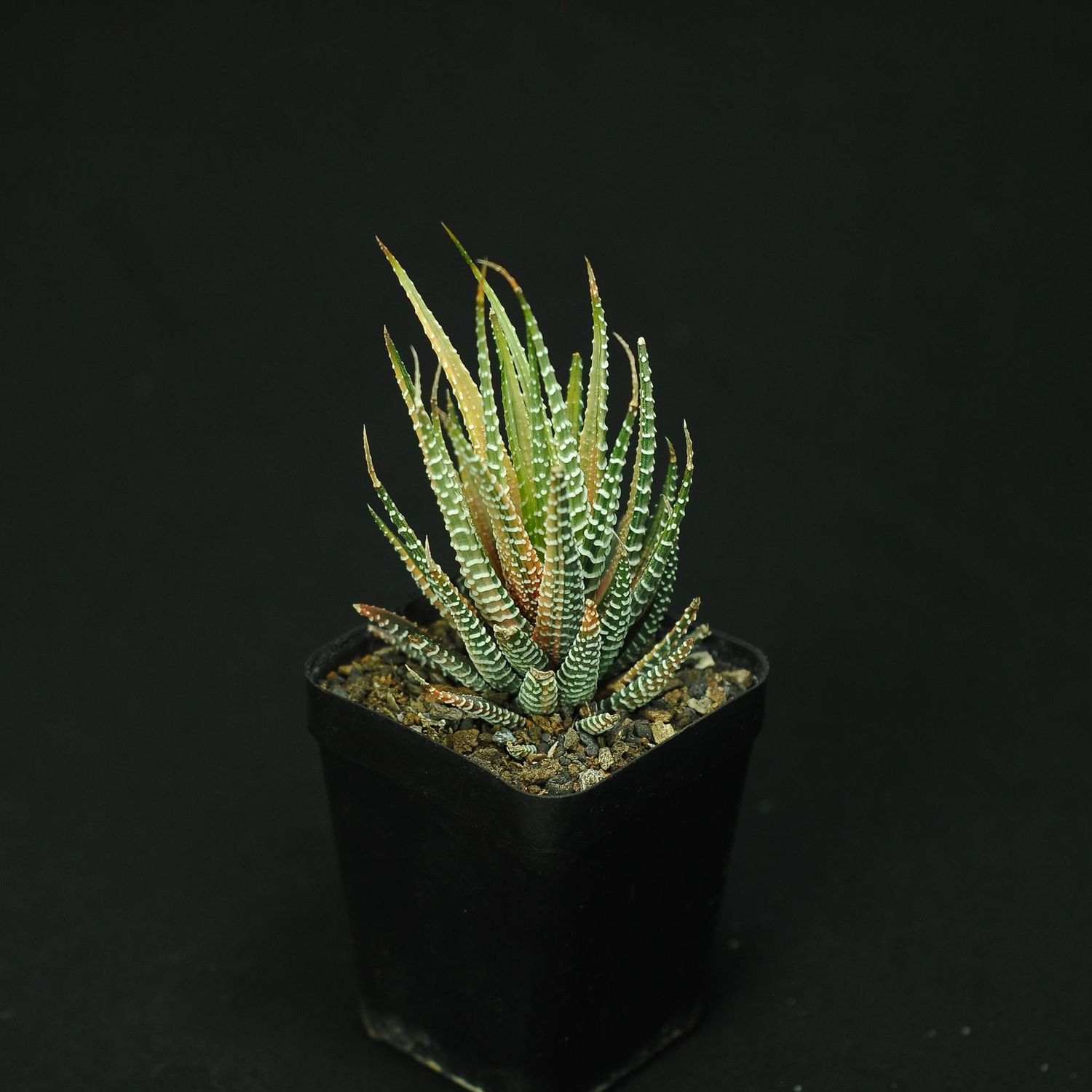 Haworthia attenuata variegated