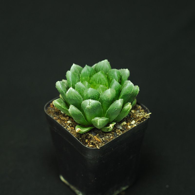 Haworthia cooperi ( salina ), IB8509, The Downs, N2 S. of Coega