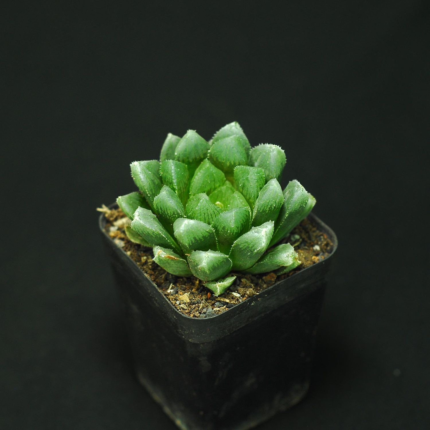 Haworthia cooperi ( salina ), IB8509, The Downs, N2 S. of Coega