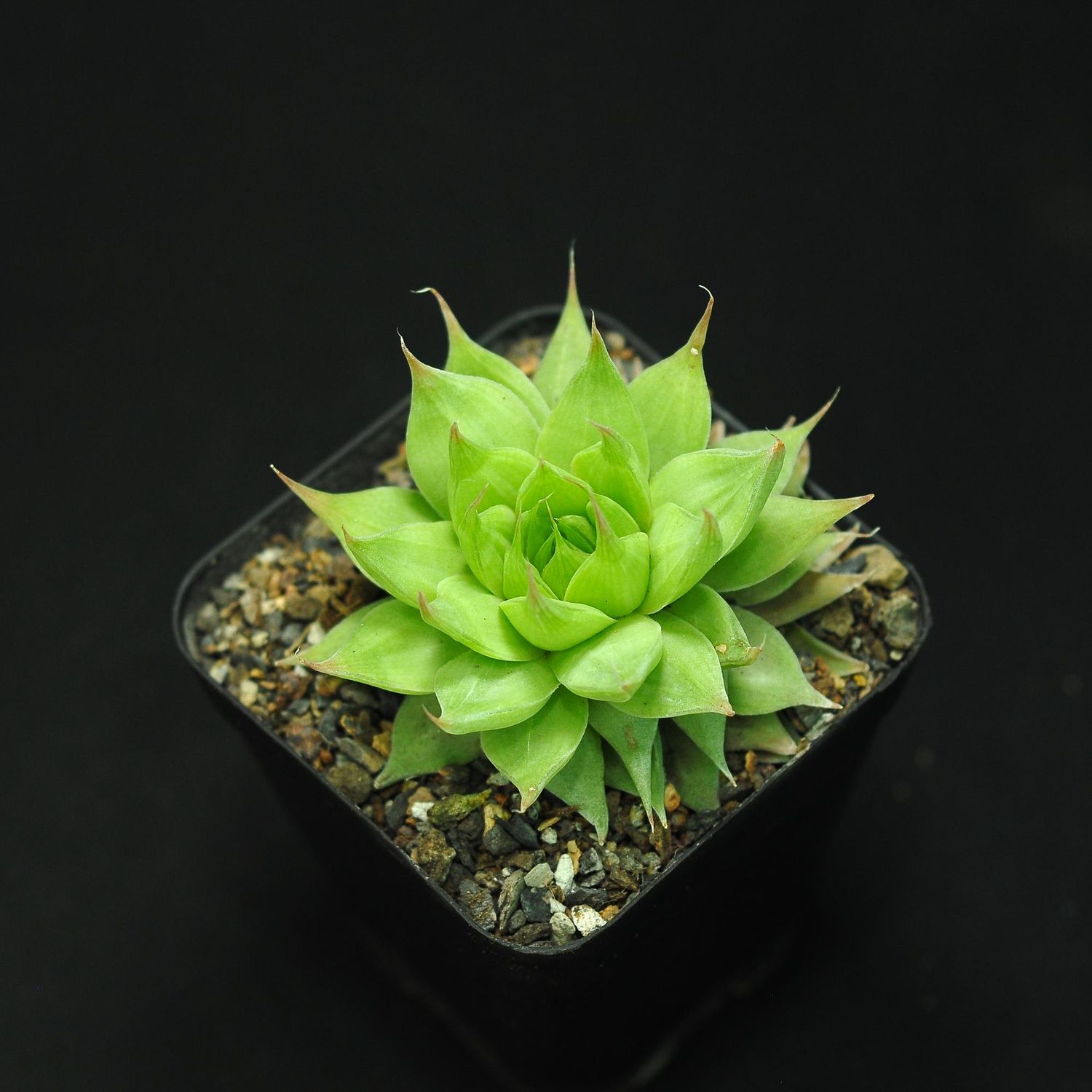 Haworthia cymbiformis