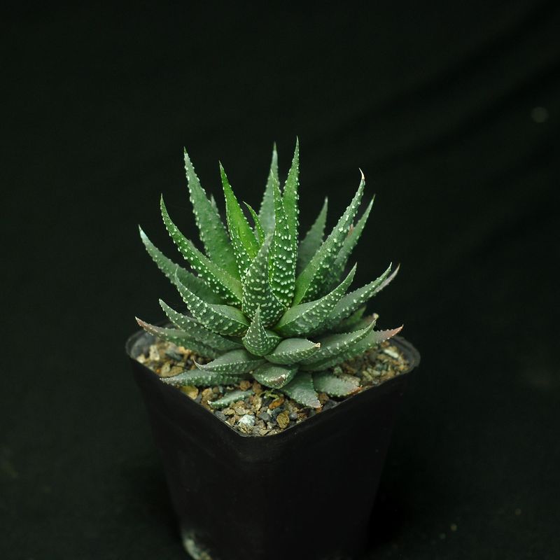 Haworthia pumilla Long leaf clone