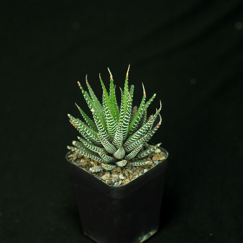 Haworthia attenuata (Zebra Plant)